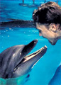 Московские дельфины сошли с ума