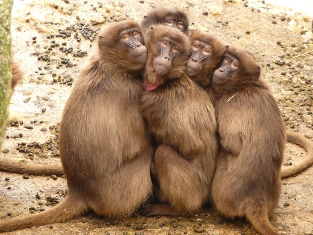 Ученые нашли «говорящих» обезьян