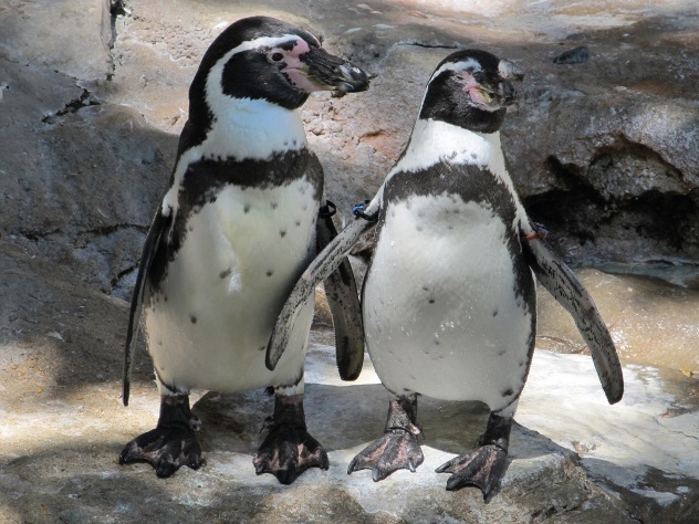 Жених и невеста пригласили на свадьбу пингвинов