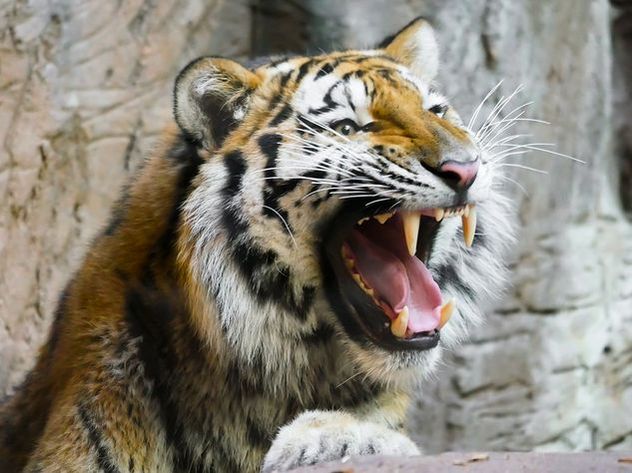 Тигра-людоеда убили экскаватором в Индии