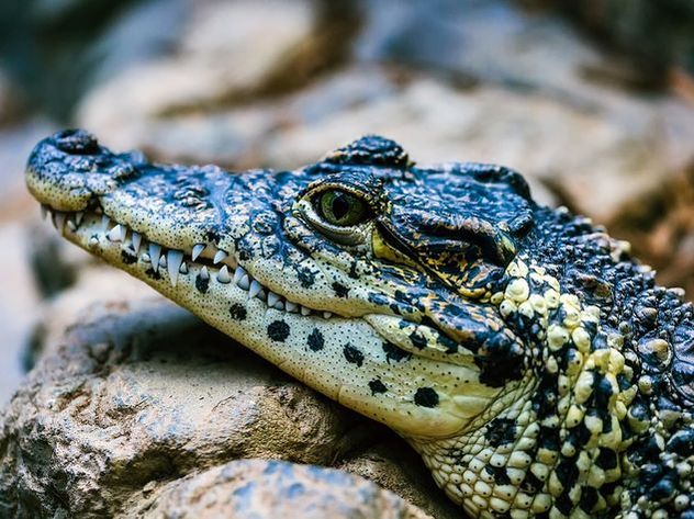 Застрявшего в канализации крокодила-толстяка спасли во Флориде