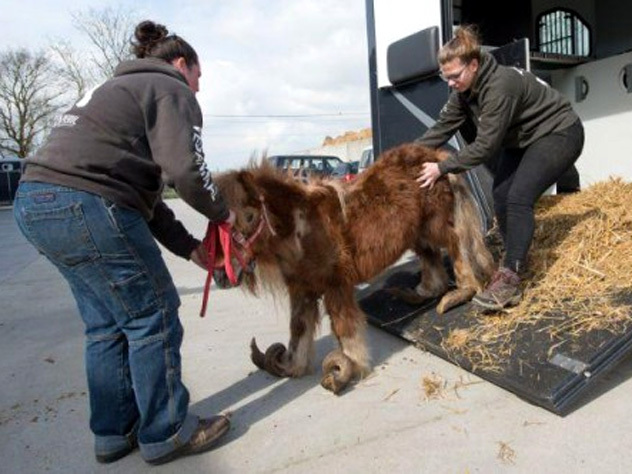 Копыта пони, которые не обрезали десять лет, превратились в рога