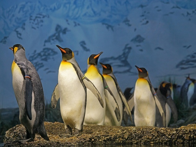 Ученые: самки пингвинов занимаются проституцией за камни