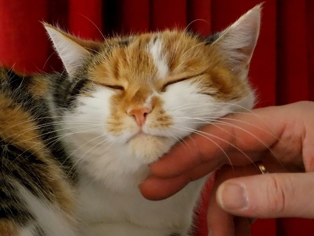 В Ирландии открыта вакансия «обнимателя котов»
