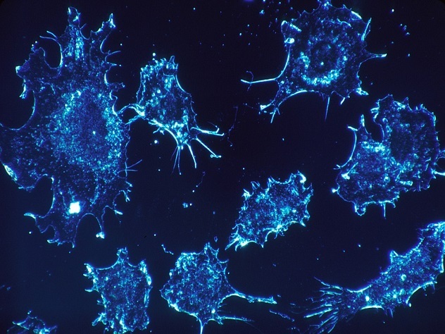 Биологи научились контролировать рост раковых клеток
