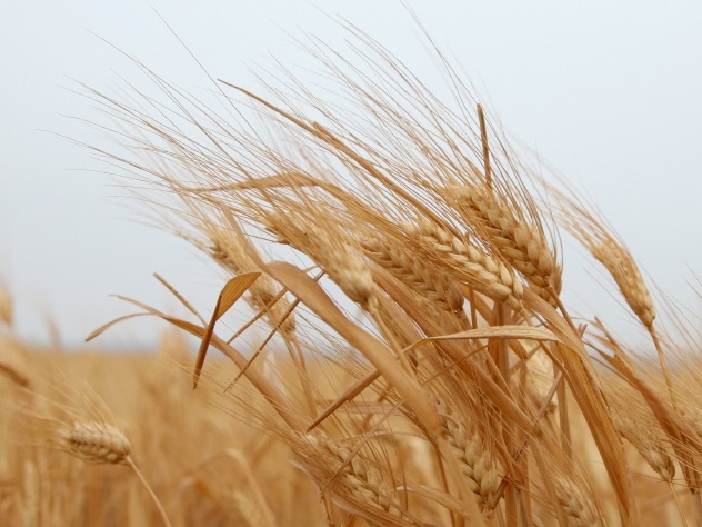 Минсельхоз РФ собирается поставлять пшеницу в Китай