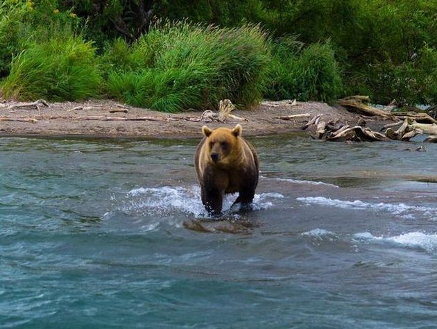 Медведев поздравил россиян фотографией медведя