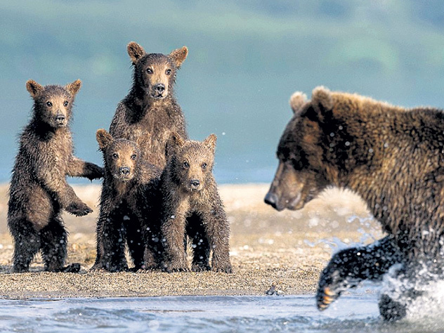 Мишка косолапый по лесу идёт