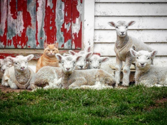 Рыжий кот возглавил банду овец в Новой Зеландии