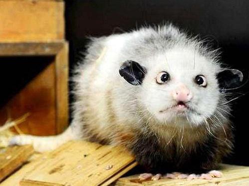 Картинка 7 из 457