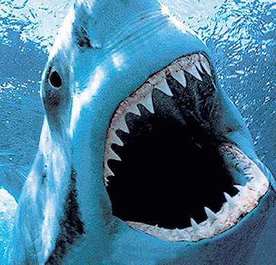 В прошлом купальном сезоне в Приморье покалечила трёх человек большая белая акула