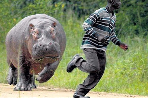 На вид бегемоты неуклюжи и флегматичны, но, если растревожить этого «увальня», он может рвануть со скоростью 45 километров в час. Плюс клыки длиною до полуметра