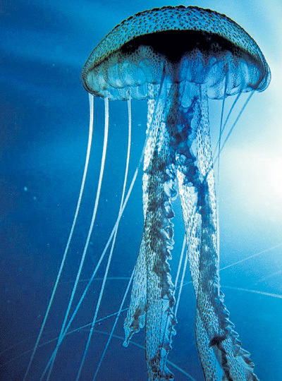 Медуза Turritopsis Nutricula - единственное на Земле бессмертное существо: спариваясь, она молодеет, и так бесконечно