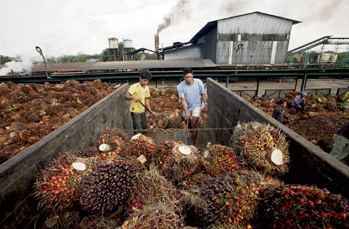 На плантациях Северной Суматры в Индонезии переработка плодов масличной пальмы ведётся в условиях жуткой антисанитарии. Заводы коптят и загрязняют воздух...
