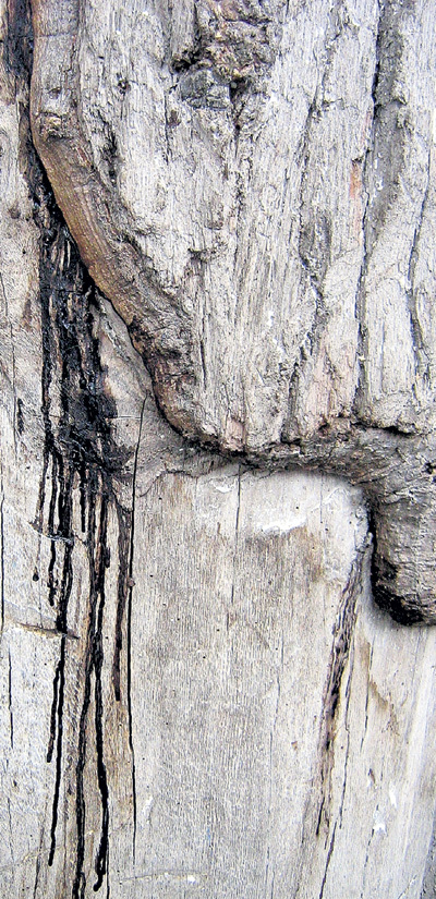 Миро кровавого цвета сочится сквозь трещины в коре