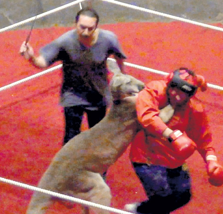 Кенгуру Чарли, снявшийся в фильме «Бой с тенью-3», умер в ноябре прошлого года. В издевательствах над ним зоозащитники обвиняют дрессировщика Рауфа РАСУЛОВА