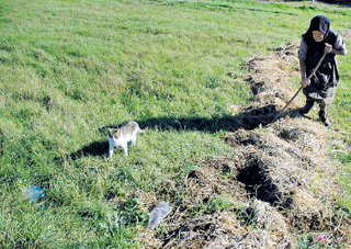 «Дорога жизни» Раисы Тарасовны, ведущая от дома в магазин, вместо бордюров обрамлена сухими ветками, позволяющими ей не сбиться с пути