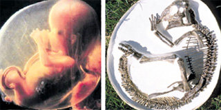 Младенец в утробе матери и динозавр в яйце похожи друг на друга, как троюродные братья
