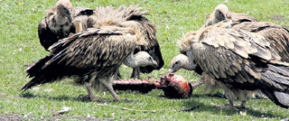 Голодные птицы обгладывают тибетца до косточки