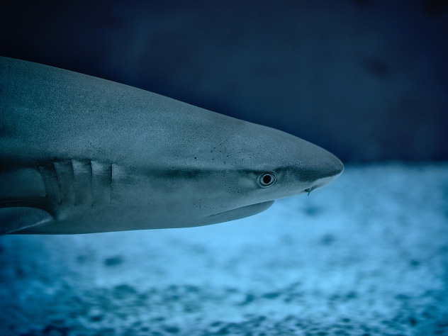 В США усатая акула-нянька вцепилась рыбаку в живот