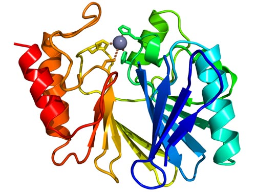 Металло-бета-лактамаза – фермент, делающий супербактерию неуязвимой к антибиотикам. Фото: Boghog2 / Wikimedia