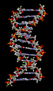 Двойная спираль ДНК. Brian0918 / wikimedia