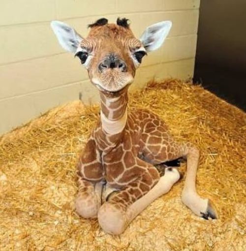 Этот новорождённый жираф первым делом решил научиться улыбаться. Ходить, бегать и жевать листья — это потом.

Фото: *instagram.com