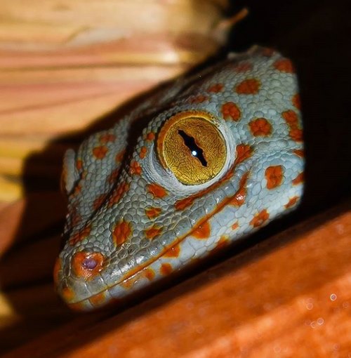 Вы всегда думали, что ящерицы — бездушные твари? Этот симпатичный геккон запросто может доказать обратное.

Фото: *instagram.com