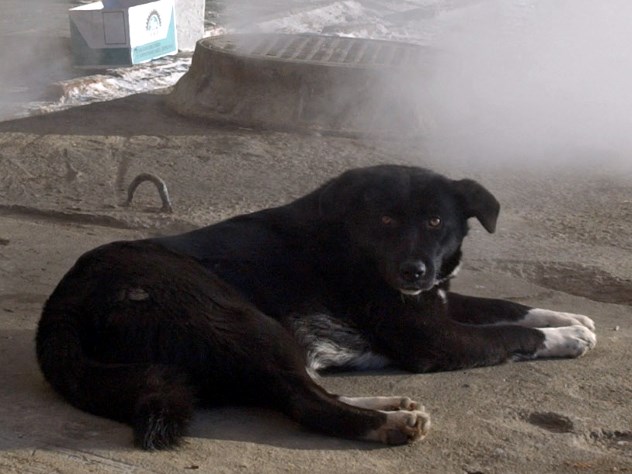 Пьяный хозяин выгнал пса умирать на мороз и облил водой