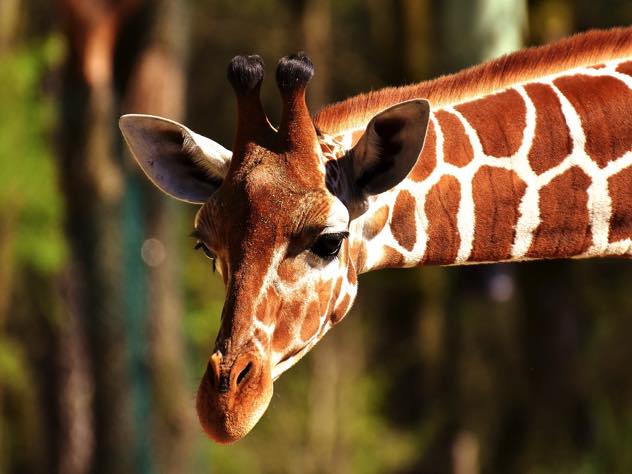 В зоопарке Калининграда родился детеныш жирафа‍
