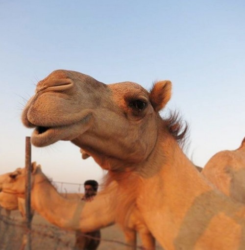Верблюду в пустыне тоже тяжело. Постоянно нужно куда-то идти без еды, без воды…Но стоит улыбнуться, и мираж перестаёт быть иллюзией.

Фото: *instagram.com