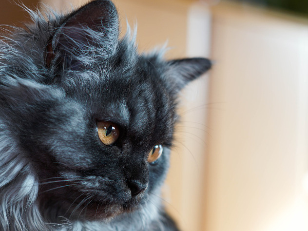 Череповчанин три года выкладывал в Сеть фото с котами за шкирку