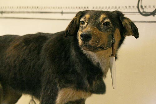 Собака Павлова в музее Павлова. wikimedia