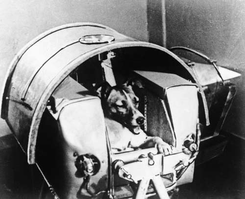 Собака Лайка. 1957 год. Фото ИТАР-ТАСС