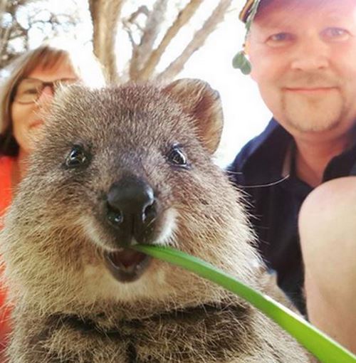 В Австралии живёт множество удивительных животных. Среди них есть один уникальный зверь, который называется квокка. Это маленький жизнерадостный кенгуру — самое улыбчивое существо на свете. Дальше ещё несколько его фотографий. Смотрите и улыбайтесь вместе с ним.

Фото: *instagram.com