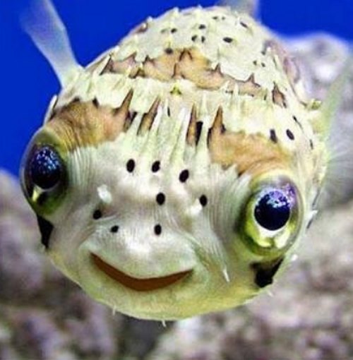 Под водой улыбаться трудно, но вполне возможно. Представляете, как поднимется настроение у дайвера, если он повстречает эту приветливую рыбу?

Фото: *instagram.com