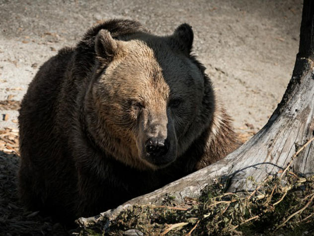 Британских футбольных фанатов предупредили о голодных медведях в России