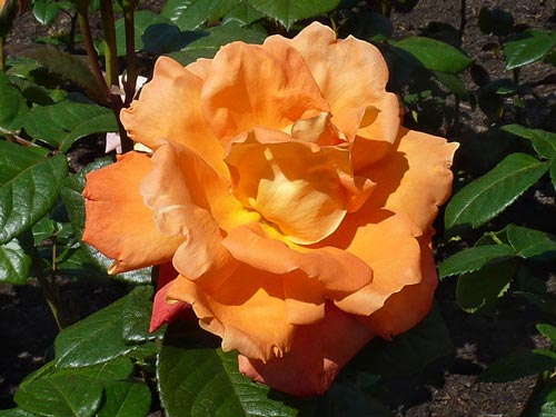 Оранжевая роза сорта «Луи де Фюнес». Источник: wikimedia.org