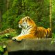 Как остановить вымирание амурских тигров