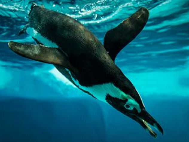 Ученые сняли интересное видео с пингвинами и лобстерами