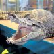 Крокодила не могут поймать в Тайланде