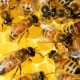 Австрийский садовод отравил пестицидами пчел из 50 колоний