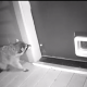 Видео с котом-грозой енотов стало вирусным в Сети