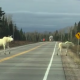 Туристы сняли белых лосей в Канаде