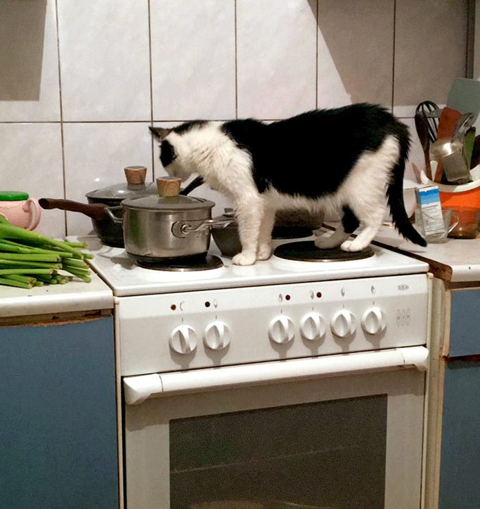 На замусоленной кухне Элеоноры Васильевны хозяйничают кошки. Фото автора