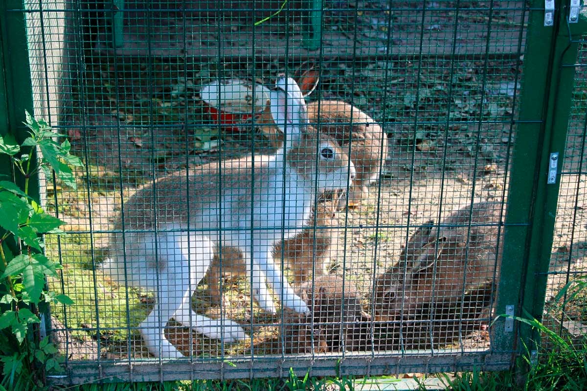 Дома для зайцев в Подмосковье