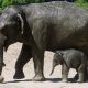 Новый вирус в Африке, убивающий слонов