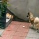 Собака кормит кошку на видео