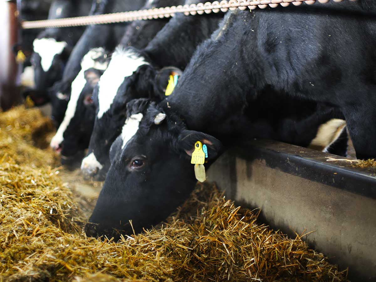 Предприятие пополнило молочное стадо КРС племенными высокопродуктивными животными — из Дании. Среднесуточный надой вырос до 35 тонн в сутки