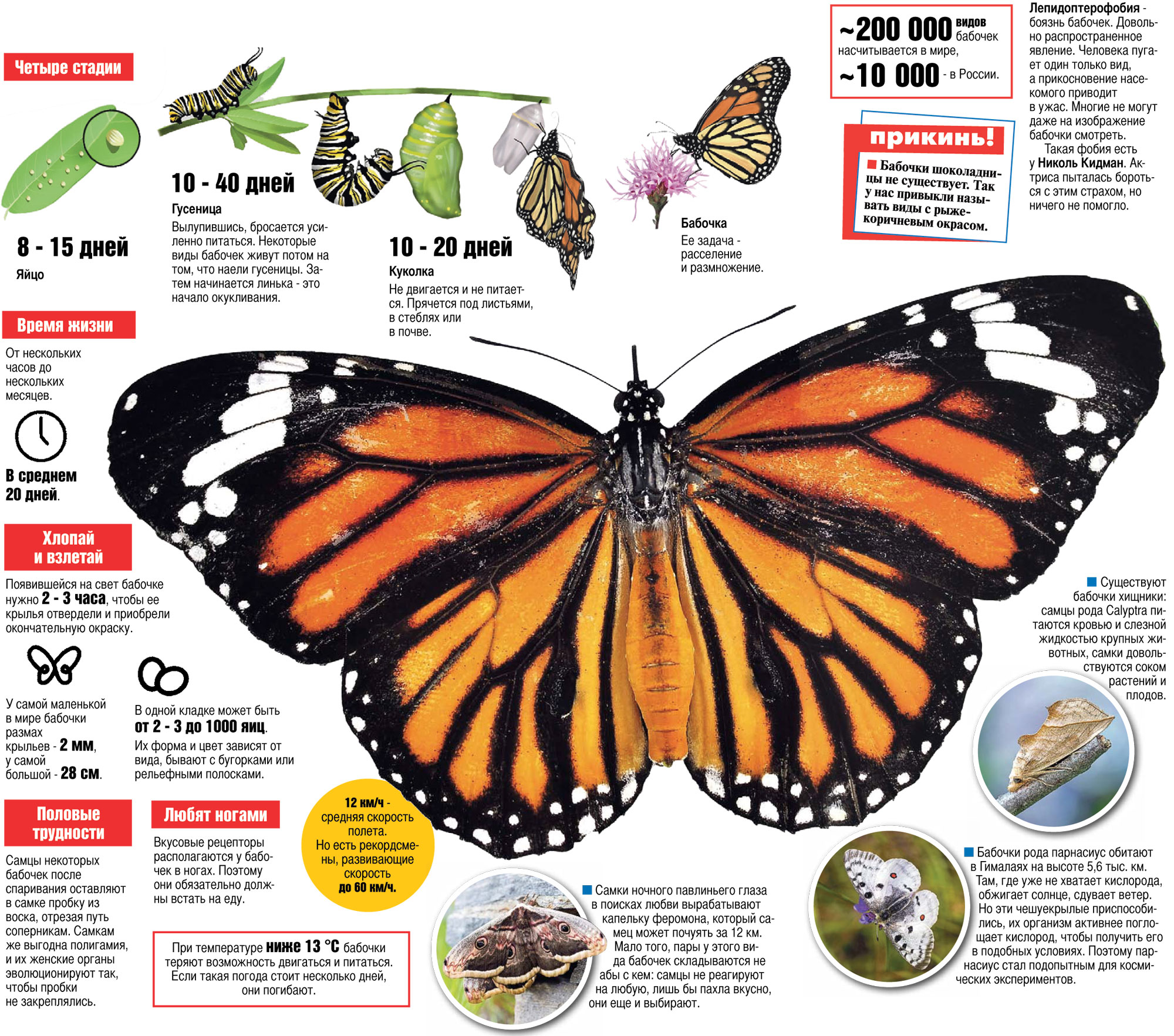 Новые враги бабочек — выкошенные газоны и сотовые вышки